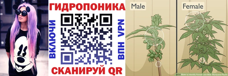 Конопля сатива  Кулебаки 